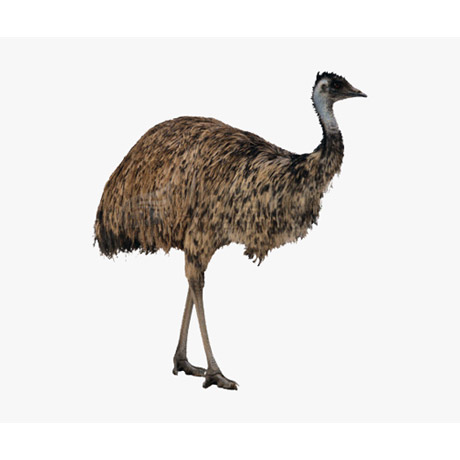 Emu Oil 