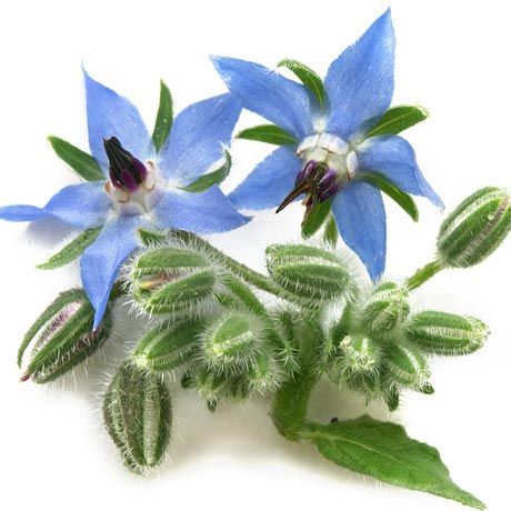 Borage Seed Oil 