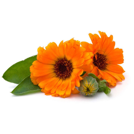 Calendula Carrier Oil (Infused)