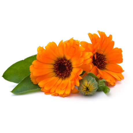 Calendula Oil 