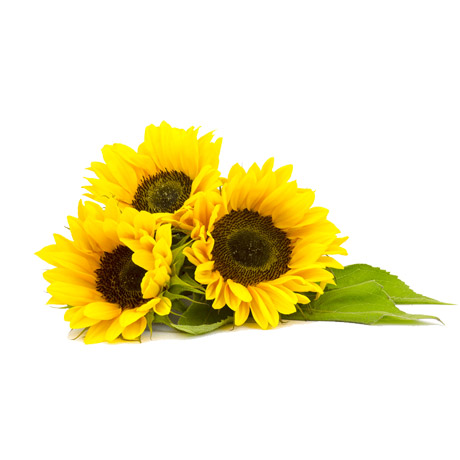 Sunflower Seed Oil 