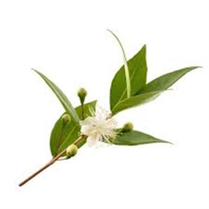 AMYRIS ESSENTIAL OIL